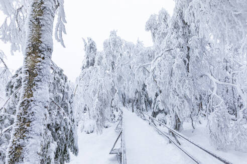 Deutschland, Baden-Württemberg, Schneebedeckte Promenade im Schwarzwald - WDF07265