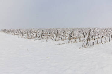 Blick auf einen schneebedeckten Weinberg im Winter - AIF00775