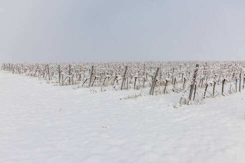 Blick auf einen schneebedeckten Weinberg im Winter - AIF00775