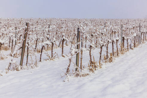 Blick auf einen schneebedeckten Weinberg im Winter - AIF00777