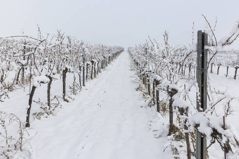 Blick auf einen schneebedeckten Weinberg im Winter - AIF00778