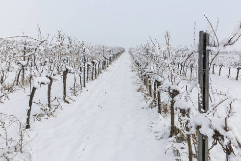 View of snow-covered vineyard in winter - AIF00778