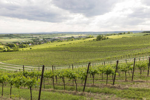 Austria, Lower Austria, Matzen, Vast green vineyard in summer - AIF00781