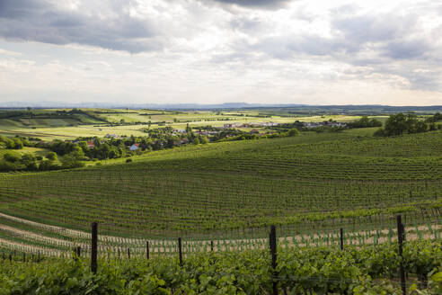 Austria, Lower Austria, Matzen, Vast green vineyard in summer - AIF00782