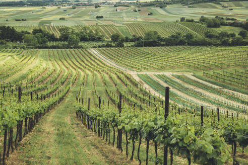 Österreich, Niederösterreich, Matzen, Weite grüne Weinberge im Sommer - AIF00783