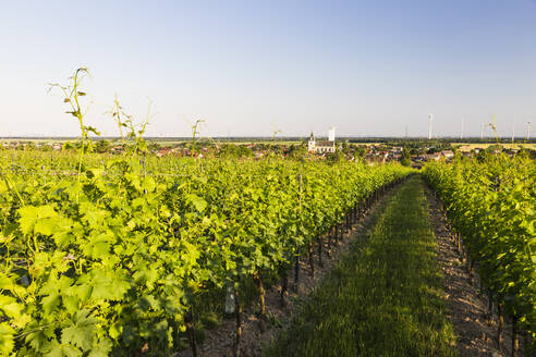 Austria, Lower Austria, Grossengersdorf, Vast green vineyard in summer - AIF00785