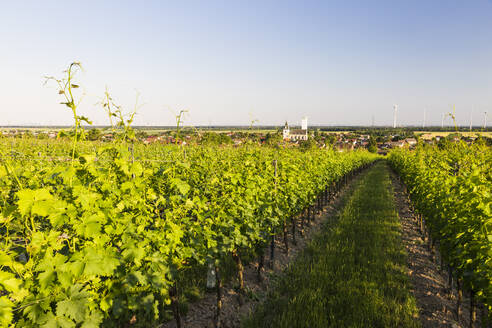 Österreich, Niederösterreich, Grossengersdorf, Weite grüne Weinberge im Sommer - AIF00785