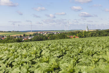 Österreich, Niederösterreich, Spannberg, Grünpflanzen auf einem Sommerfeld mit Windpark im Hintergrund - AIF00788