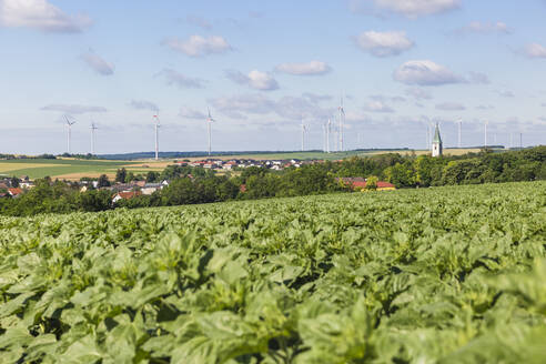 Austria, Lower Austria, Spannberg, Green crops growing in summer field with wind farm in background - AIF00788