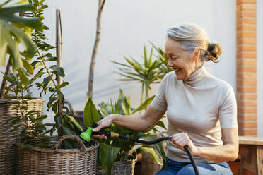 Glückliche reife Frau mit grauem Haar, die Pflanzen gießt - EBSF02905