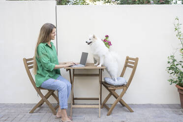 Freelancer and dog with laptop sitting on table by wall - SVKF01287