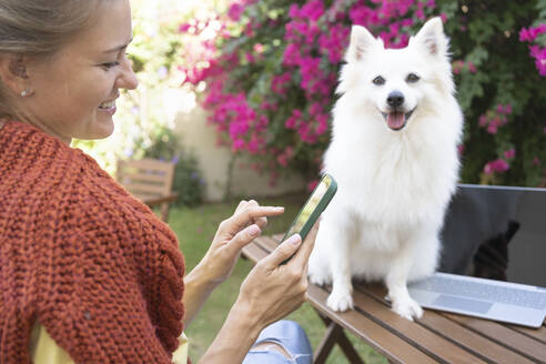 Glückliche Frau mit Smartphone und Hund auf dem Tisch im Garten sitzend - SVKF01297