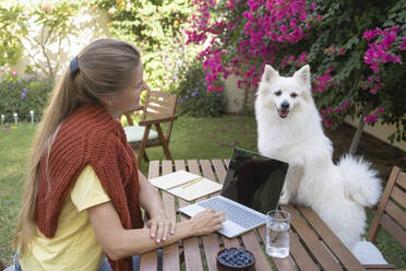 Geschäftsfrau mit Laptop sieht Hund auf Tisch im Hinterhof - SVKF01310