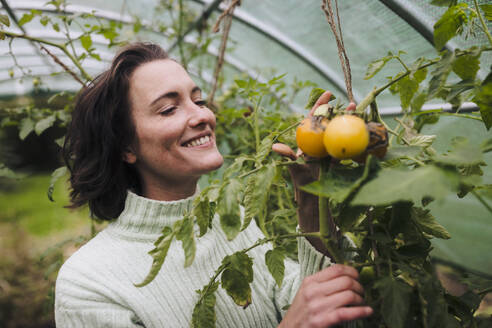 Lächelnde Frau berührt gelbe Tomaten auf einer Pflanze im Garten - JOSEF17345