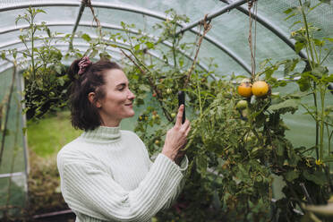 Smiling woman photographing yellow tomatoes in garden - JOSEF17346