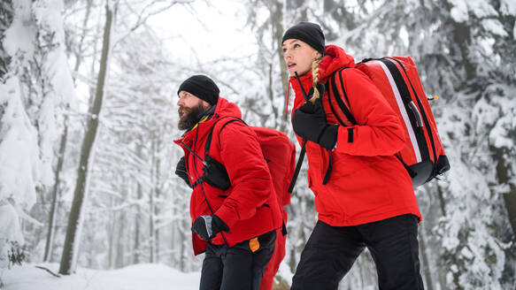 Low angle view of paramedics from a mountain rescue service walking outdoors in winter in forest. - HPIF06084