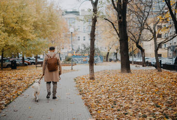 Rückansicht eines älteren Mannes, der an einem Herbsttag mit seinem Hund im Park spazieren geht. - HPIF06371