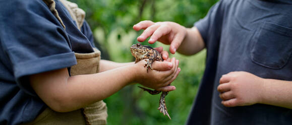 Unbekannte kleine Kinder, die im Sommer im Freien einen Frosch halten und spielen. - HPIF06489