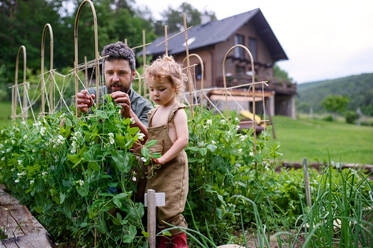 Portrait of small girl with father working in vegetable garden, sustainable lifestyle. - HPIF06494