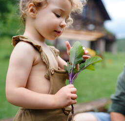 Kleines Mädchen mit Vater hilft bei der Arbeit im Gemüsegarten, nachhaltiger Lebensstil. - HPIF06496