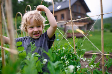 Draufsicht auf einen glücklichen kleinen Jungen, der im Gemüsegarten steht, nachhaltiger Lebensstil. - HPIF06503