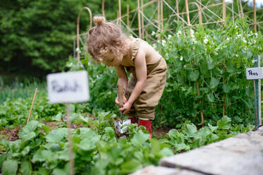 Portrait eines kleinen Mädchens bei der Arbeit im Gemüsegarten, nachhaltiger Lebensstil Konzept. - HPIF06507