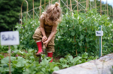 Portrait eines kleinen Mädchens bei der Arbeit im Gemüsegarten, nachhaltiger Lebensstil Konzept. - HPIF06508