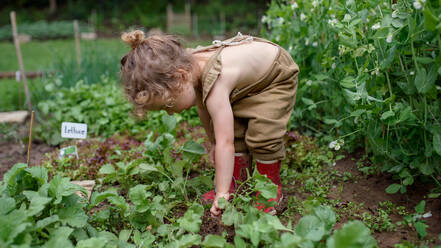 Portrait eines kleinen Mädchens bei der Arbeit im Gemüsegarten, nachhaltiger Lebensstil Konzept. - HPIF06512