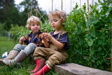 Porträt von zwei kleinen Kindern im Gemüsegarten, nachhaltiger Lebensstil Konzept. - HPIF06515