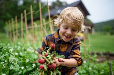 Kleiner Junge hält Radieschen im Gemüsegarten, nachhaltiger Lebensstil Konzept. - HPIF06538