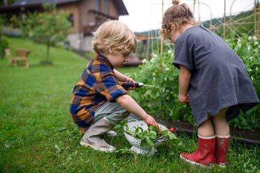 Zwei kleine Kinder im Gemüsegarten, nachhaltiger Lebensstil Konzept. - HPIF06541