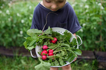 Draufsicht auf glückliches kleines Mädchen mit Radieschen im Gemüsegarten, nachhaltiger Lebensstil. - HPIF06543