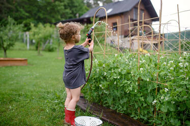 Seitenansicht eines kleinen Mädchens bei der Arbeit im Gemüsegarten, nachhaltiger Lebensstil Konzept. - HPIF06546