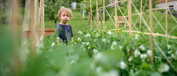 Porträt eines kleinen Mädchens, das im Gemüsegarten spazieren geht, Konzept für nachhaltigen Lebensstil. - HPIF06547