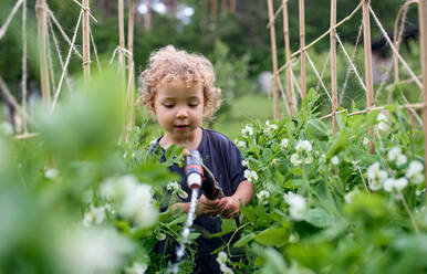 Portrait eines kleinen Mädchens beim Gießen im Gemüsegarten, nachhaltiger Lebensstil. - HPIF06548