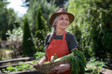 A senior female farmer carrying basket with homegrown vegetables outdoors at community farm. - HPIF06887