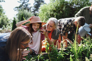 Happy young and old farmers or gardeners working outdoors at a community farm. - HPIF06899