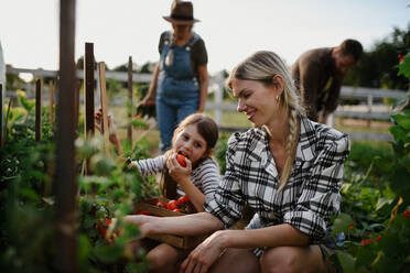 Ein glückliches kleines Bauernmädchen mit Mutter und Familie bei der Gartenarbeit im Freien. - HPIF06938