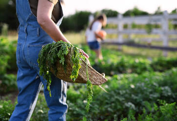 Eine unerkennbare Bäuerin trägt einen Korb mit selbst angebautem Gemüse im Freien auf einer Gemeinschaftsfarm. - HPIF06941