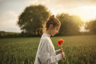 Mädchen hält Mohnblume in grünem Feld bei Sonnenuntergang - ALKF00152