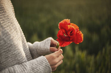 Hände eines Mädchens mit roten Mohnblumen bei Sonnenuntergang - ALKF00155