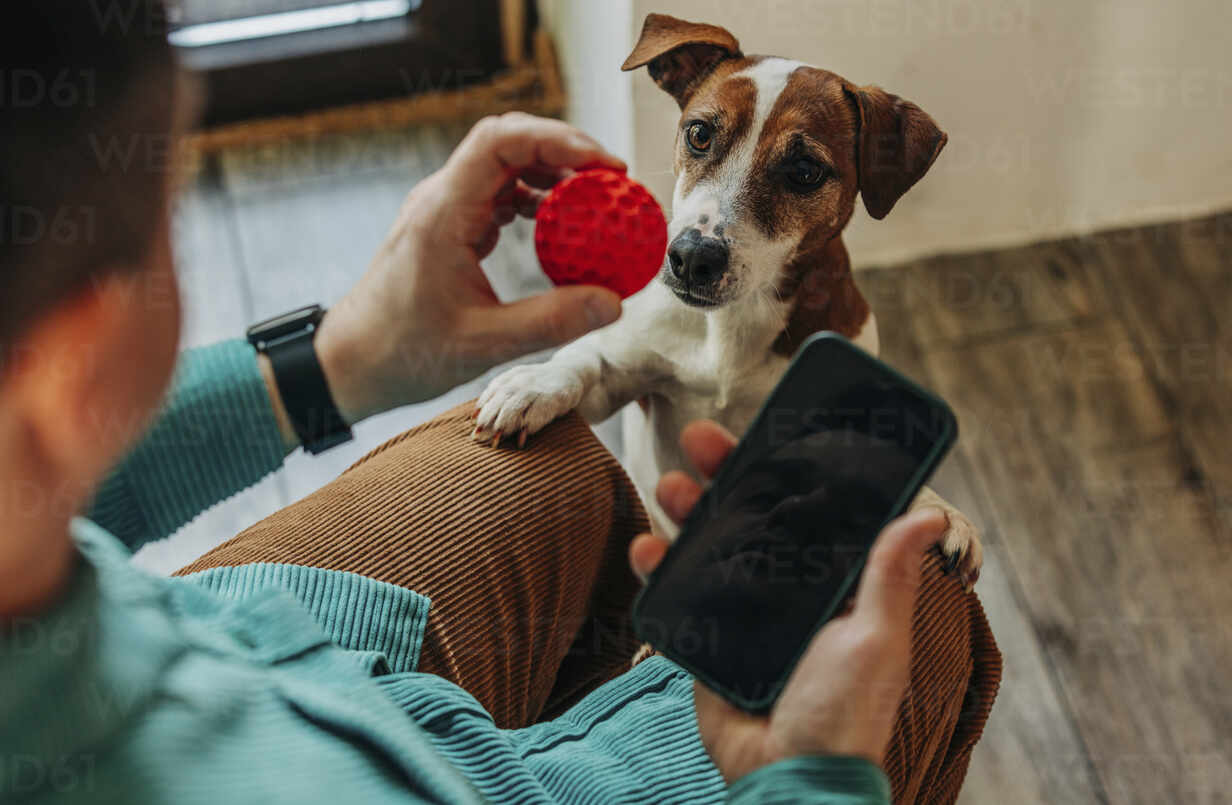 Man holding smart phone playing with dog at home stock photo