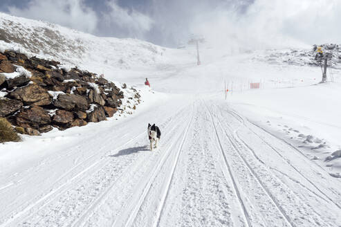 Hundespaziergang im Schnee an einem sonnigen Tag - PGF01464