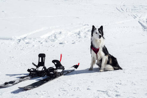 Hund sitzt auf Skiern im Schnee - PGF01476
