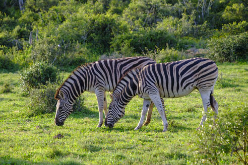 Südafrika, Ostkap, Zwei Steppenzebras (Equus quagga) beim Abgrasen von Gras - LBF03758
