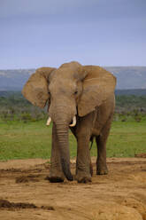 South Africa, Eastern Cape, African bush elephant (Loxodonta africana) looking at camera - LBF03759