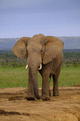 Südafrika, Ostkap, Afrikanischer Buschelefant (Loxodonta africana) schaut in die Kamera - LBF03759
