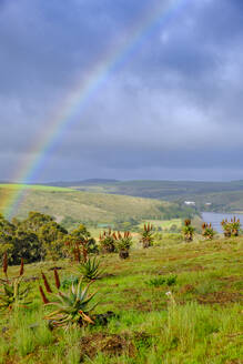 Südafrika, Westkap, Malgas, Regenbogen über Aloe-Pflanzen gewölbt - LBF03783