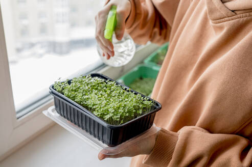 Woman spraying water on microgreens at home - ANAF01066