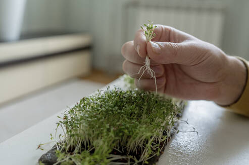 Hand eines Mannes, der zu Hause Microgreens pflückt - ANAF01067